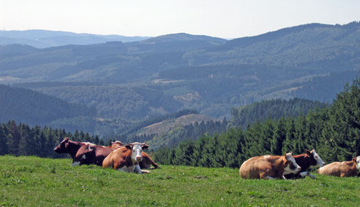 Tierischer Blick auf das Sauerland