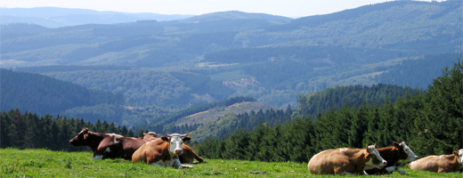 Aussicht bei Rönkhausen