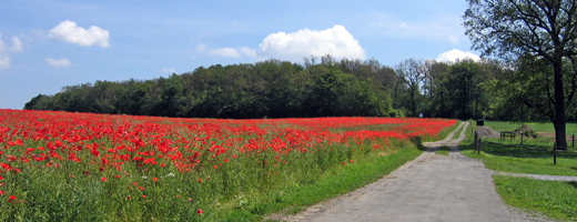 Mohnfeld in der Sonne