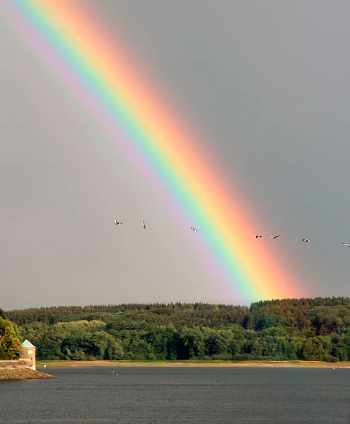 Blick auf Flugenten und einen Regenbogen über dem Möhnesee