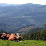 KurvenReich Sauerland - Rönkhausen