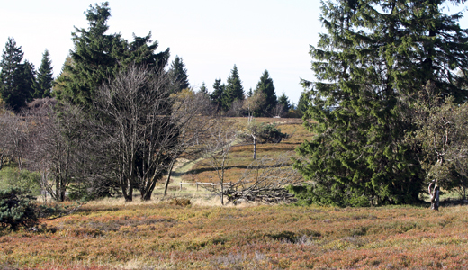 Hochheideregion am Kahlen Asten