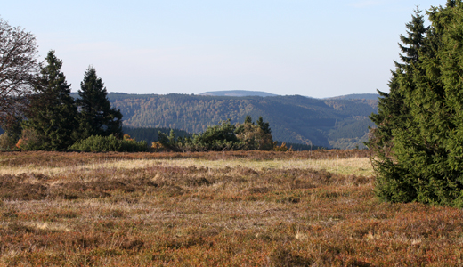 Blick auf die Hochheide auf dem Kahlen Asten